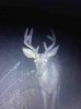 ImageUploadedByBowhunting.com Forums1445043077.965533.jpg