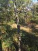 ImageUploadedByBowhunting.com Forums1445200577.430478.jpg