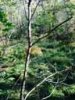ImageUploadedByBowhunting.com Forums1445716811.450082.jpg
