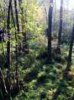 ImageUploadedByBowhunting.com Forums1445716822.448125.jpg