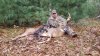 bowbuck.jpg