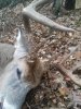 Cedar Buck5.jpg