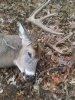 Cedar Buck6.jpg