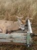Cedar Buck7.jpg