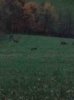 ImageUploadedByBowhunting.com Forums1445986623.826139.jpg