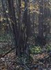 ImageUploadedByBowhunting.com Forums1446150684.205165.jpg