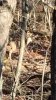 ImageUploadedByBowhunting.com Forums1446411198.316477.jpg