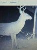 ImageUploadedByBowhunting.com Forums1446466058.155611.jpg