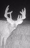 Split brow buck Zoom.jpg