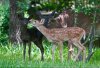imagesblack-white-tail-deer_small.jpg