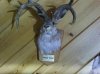 Infamous Jackalope.jpg