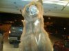 2011SpringBear02.jpg