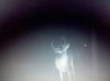 This year buck.jpg
