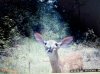 Lil fawn.jpg