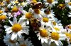flowers.jpg