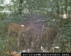 deer1.jpg