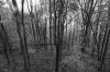 bwtrees.jpg