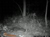 trail cam buck.jpg