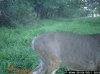 trail cam dustin 2.jpg