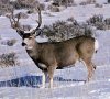 mule_deer.jpg