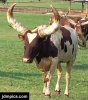 ankole-cattle-3.jpg