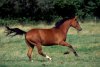 Wild_Quarter_Horse.jpg