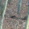 ImageUploadedByBowhunting.com Forums1446556615.677295.jpg