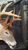 Deb IDNR Buck Nov 3 2015 015.jpg