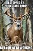 deer work.jpg
