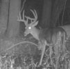 2015 buck 3_edited-1.jpg