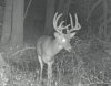2015 buck 7_edited-1.jpg