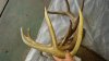 Green Eyeed monster shed and buck Nov 2015 004.jpg