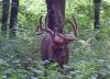 2015 buck_edited-1.jpg