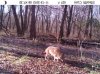 atrailcam2 (4).jpg