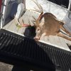 ALECS BUCK 2.jpg