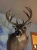 ImageUploadedByBowhunting.com Forums1450037688.849684.jpg