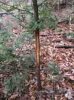 ImageUploadedByBowhunting.com Forums1450040692.235823.jpg
