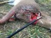 ImageUploadedByBowhunting.com Forums1450215405.882057.jpg