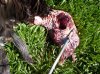 archery turkey 2012 007.jpg