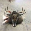 ImageUploadedByBowhunting.com Forums1451417538.084698.jpg