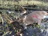 big9pt.jpg