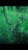 ImageUploadedByBowhunting.com Forums1452895791.052112.jpg