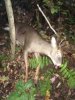 ImageUploadedByBowhunting.com Forums1454238713.344060.jpg