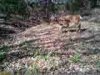 ImageUploadedByBowhunting.com Forums1454599633.464764.jpg