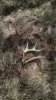 ImageUploadedByBowhunting.com Forums1454792516.104875.jpg