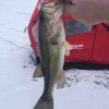 ImageUploadedByBowhunting.com Forums1455240267.035430.jpg