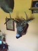 ImageUploadedByBowhunting.com Forums1456136433.117365.jpg