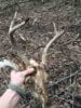 ImageUploadedByBowhunting.com Forums1457669776.555584.jpg