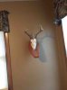 ImageUploadedByBowhunting.com Forums1458075867.638915.jpg