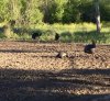 IMG_1209.jpg